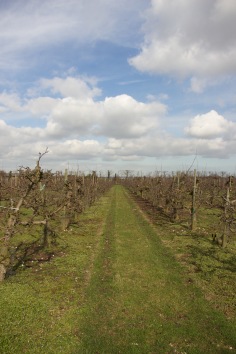 Path along apple orchard
