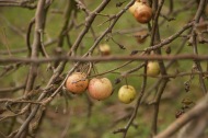 Crab apples are usually found as pollination partners to apple trees