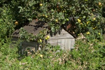 3 oldest apple trees in the farm